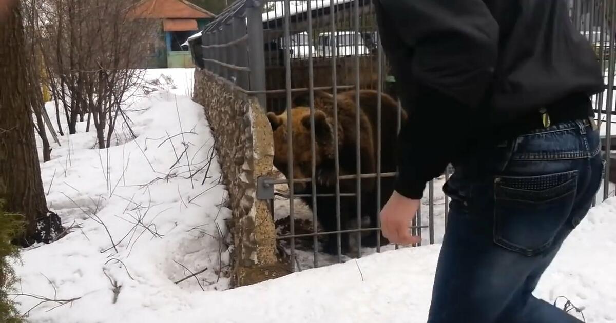 Pijany Rosjanin podchodzi do klatki z niedźwiedziem, żeby go pogłaskać