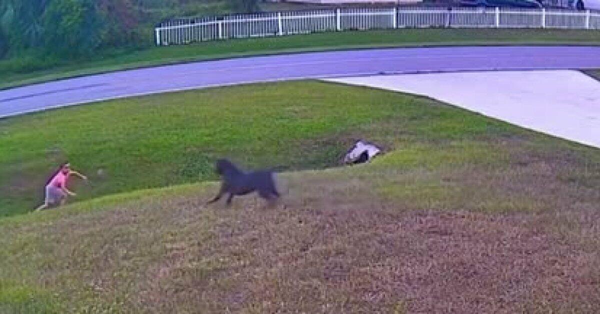 Pies broni dziecko przed atakiem innego psa