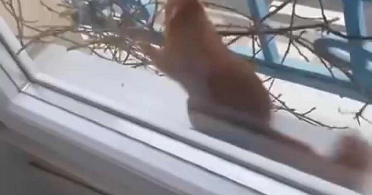 Wiewiórka robi sobie dom obok okna i wprowadza do niego swoją rodzinkę na zimę