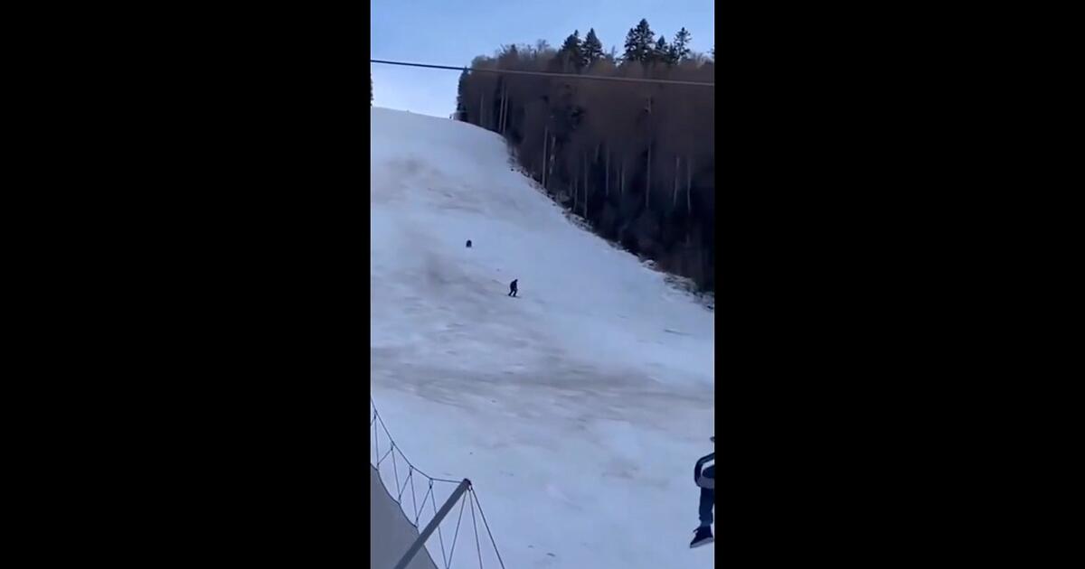 Wyobraź sobie, że podczas jazdy na nartach ściga Cię prawdziwy niedźwiedź