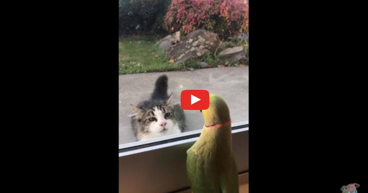 Papuga postanowiła pobawić się z kotem sąsiadów w chowanego i rozbawiła tym cały internet!