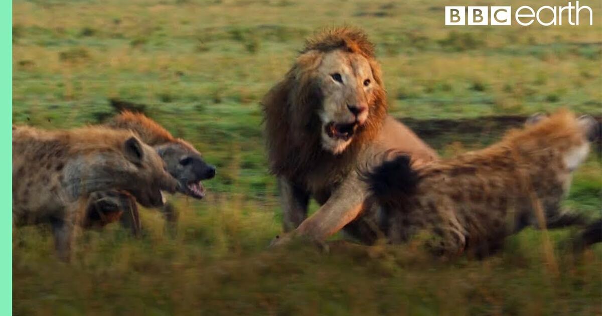 Lew przegrywa walkę ze sforą 20 hien. Jego brat słysząc ryk, rzuca się na pomoc