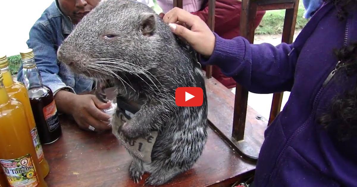 Zobacz w jaki sposób je i myje się największa oraz najbardziej urocza mysz na świecie – Pakarana.