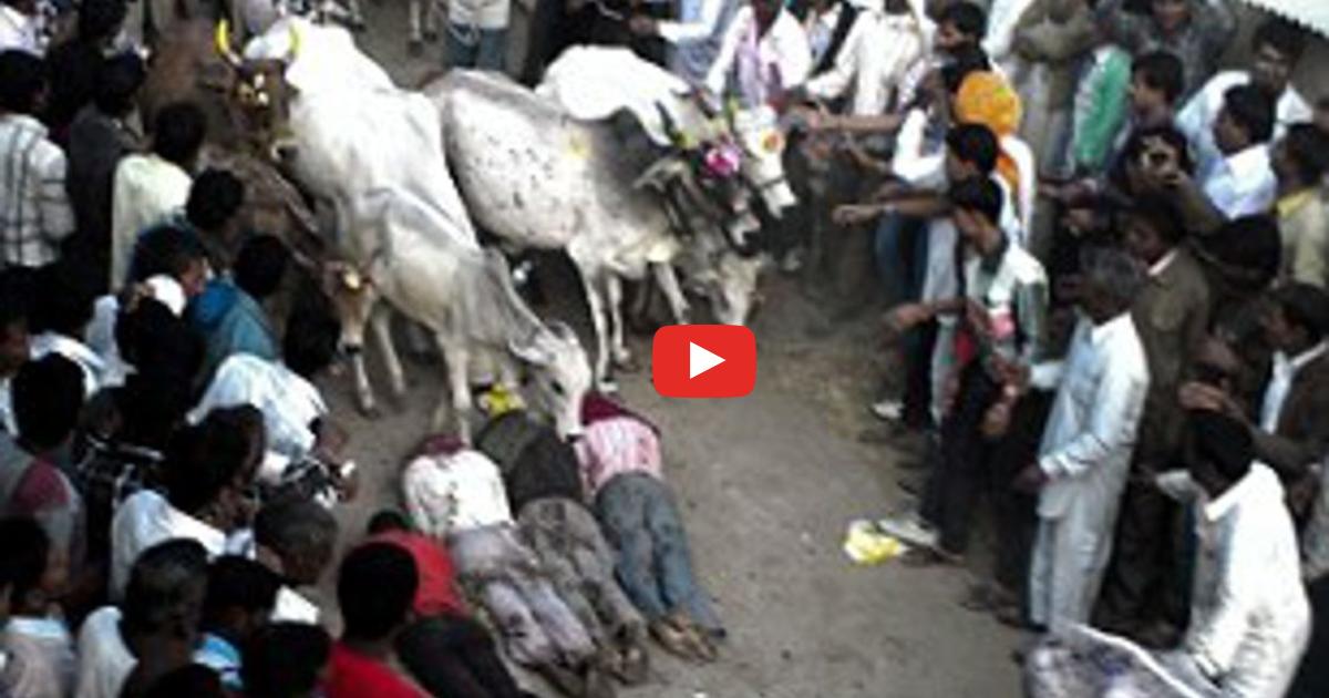 Dziwny i niebezpieczny rytuał w Indiach. Ludzie kładą się na ziemi, aby stado krów ich stratowało.