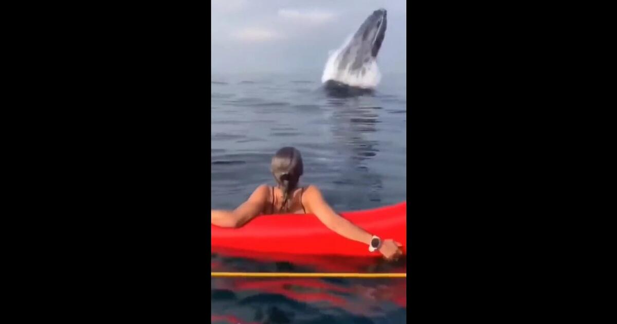 Dziewczyna była w szoku. Tuż obok niej z wody wyskoczył wieloryb