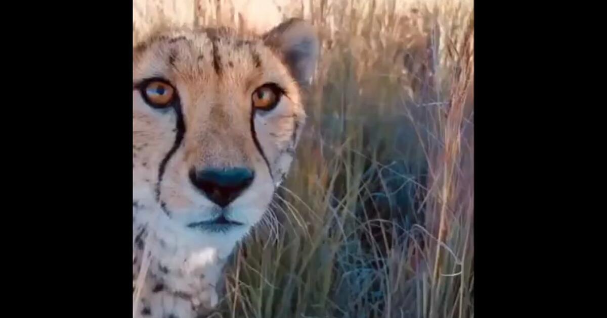 Matka geparda przedstawia fotografowi swoje młode [WIDEO]