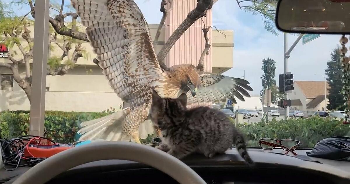 Myszołów próbował upolować kota, który siedział w samochodzie