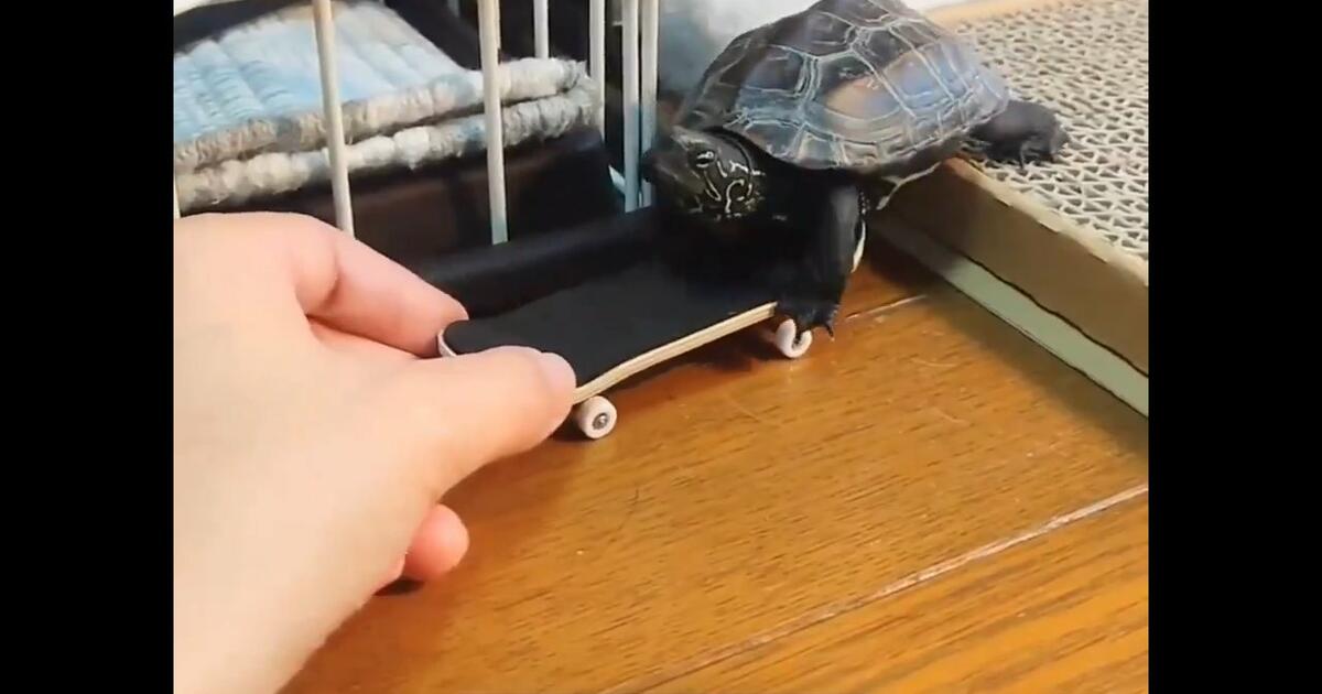 Żółw po raz pierwszy mógł poczuć co to znaczy prawdziwa prędkość [WIDEO]