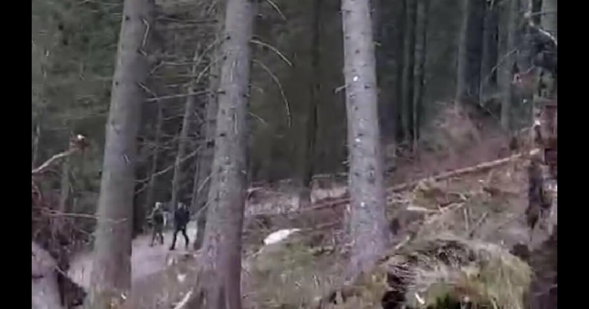 Niebezpiecznie w Tatrach! Drzewo spadło na szlak tuż obok turystów [WIDEO]