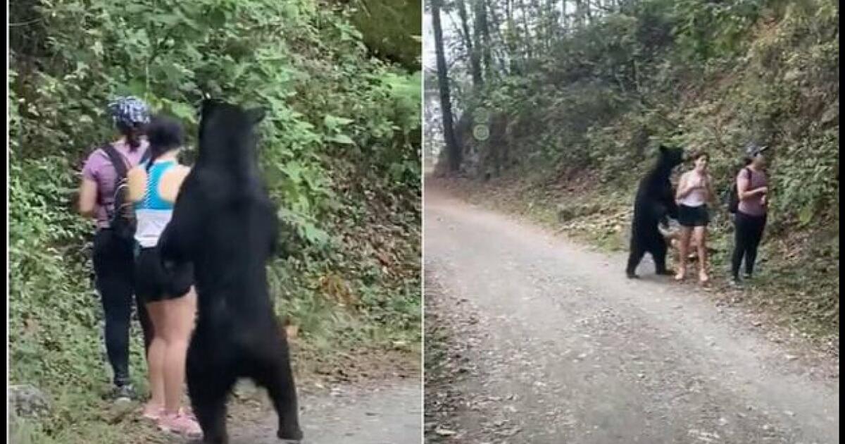 Niedźwiedź na szlaku w Meksyku zaczepił i objął turystkę [WIDEO]
