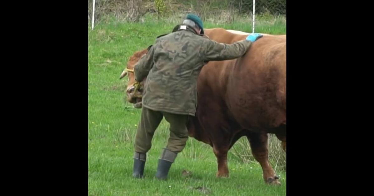 Niezwykły rolnik-emeryt. Sąsiedzi nazywają go „zaklinaczem byków” [WIDEO]