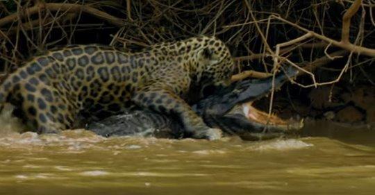 Mrożąca krew w żyłach walka jaguara z kajmanem. Kto przetrwa, a kto zostanie posiłkiem?