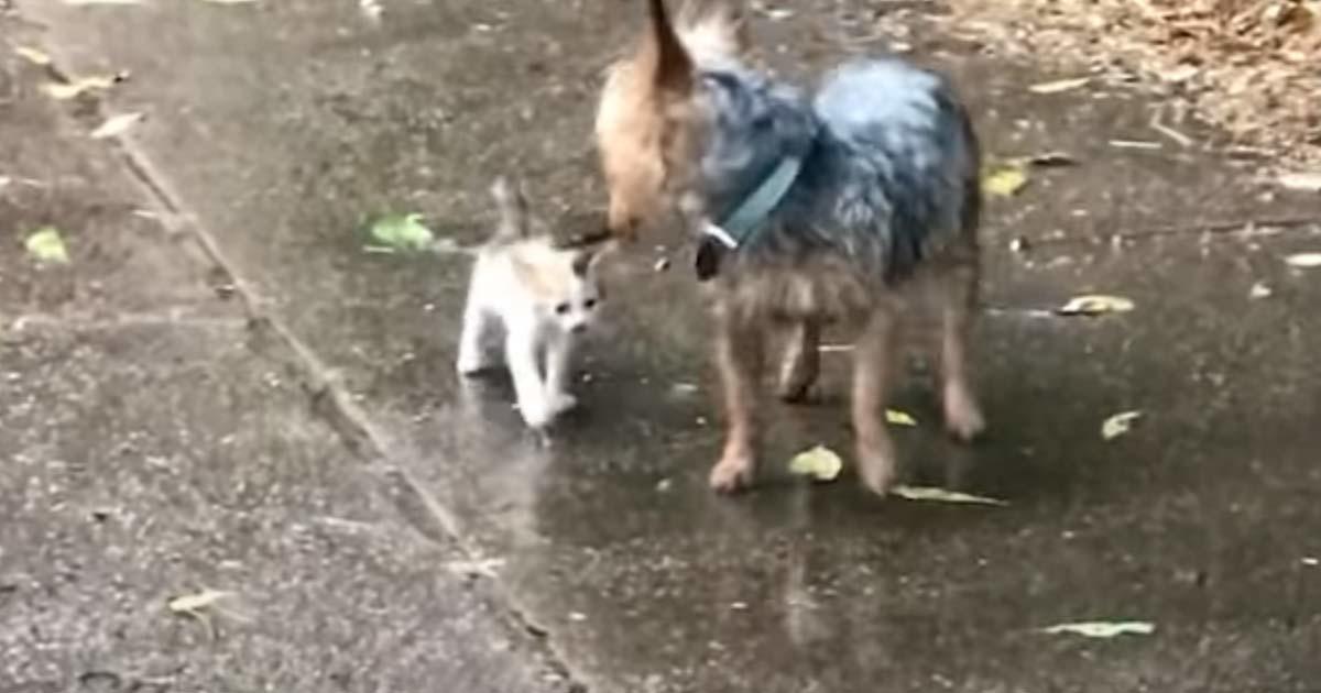 W czasie ulewy pies dostrzegł na ulicy przemoczonego kotka. Jego reakcja zwaliła właścicielkę z nóg!
