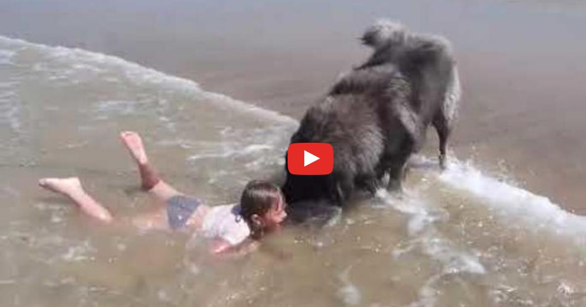 Pies obserwuje dziecko kąpiące się w morzu. Gdy pomyślał, że dziewczynka tonie od razu rusza