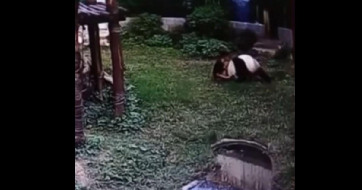 Idiota wskakuje do pandy by ją pogłaskać i szybko tego pożałował