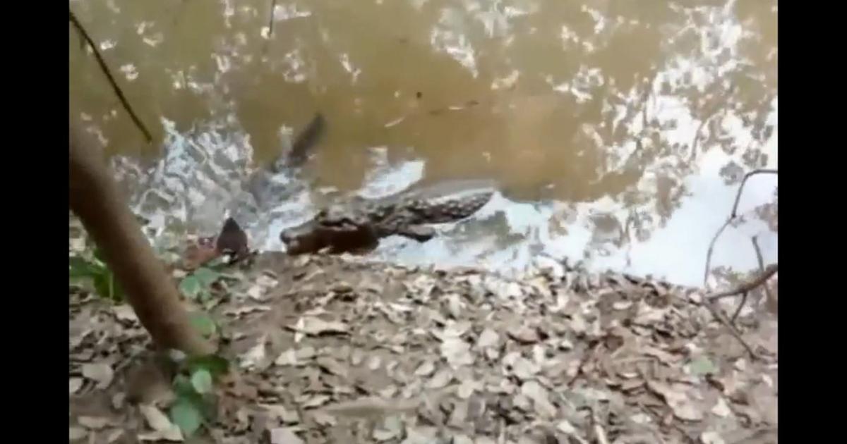 Węgorz elektryczny zabija aligatora który go próbował zjeść