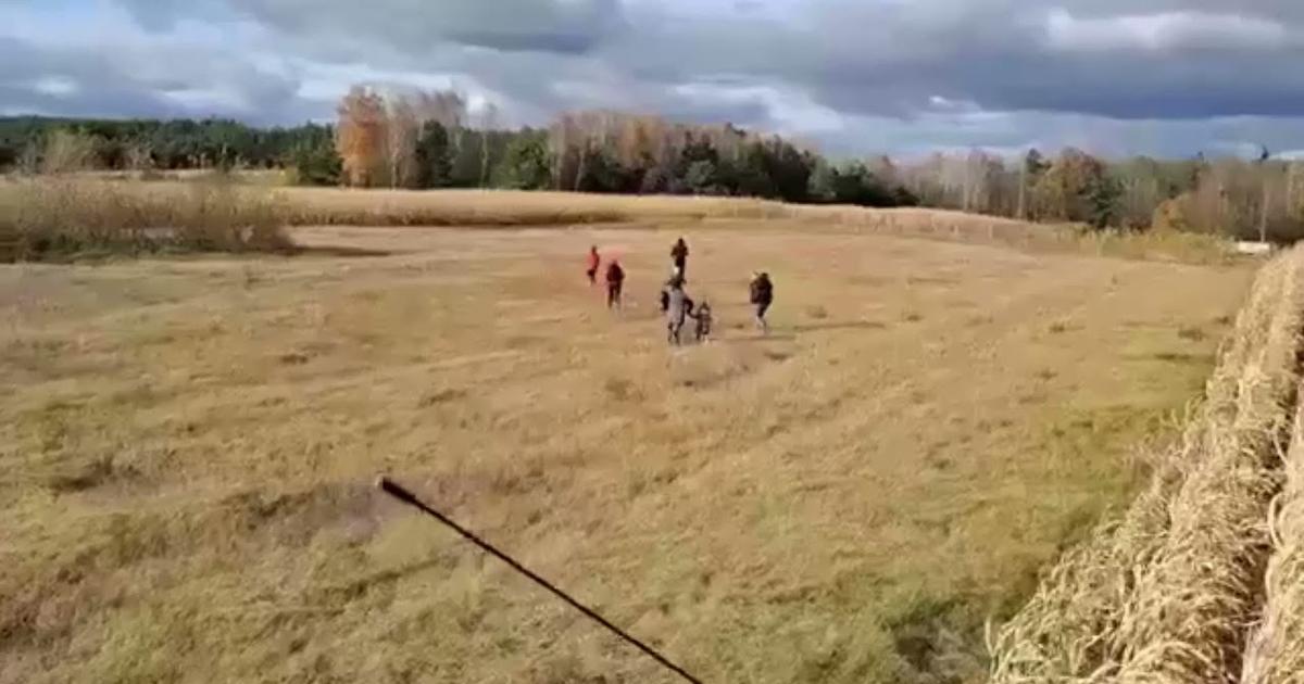 Imigranci uciekają z pola kukurydzy przed kombajnem