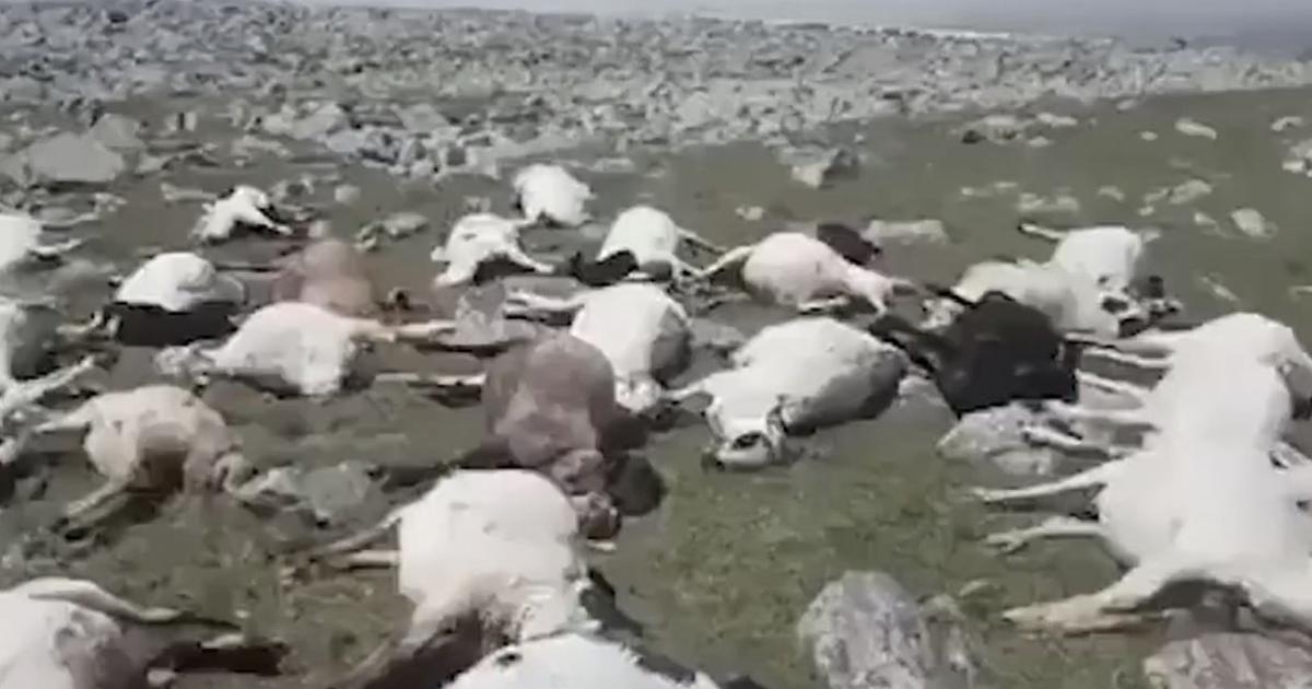Uderzenie pioruna zabija ponad 550 owiec w Gruzji