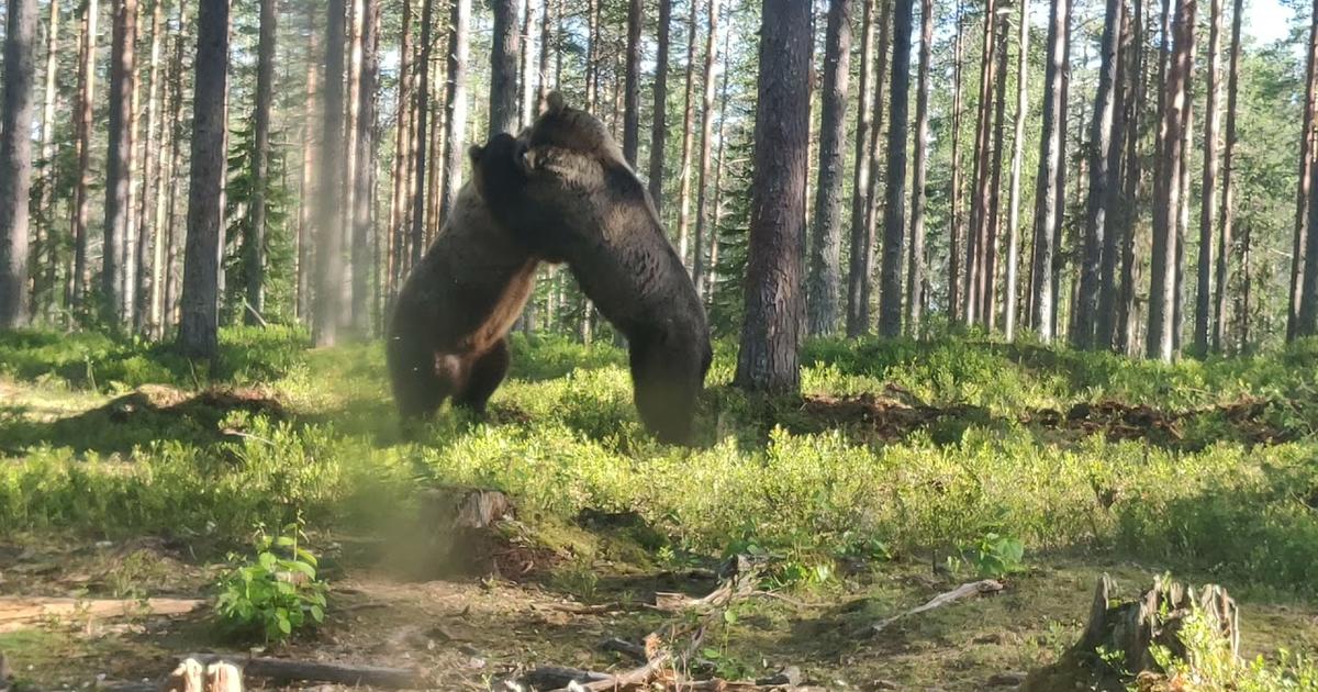 Niesamowita walka potężnych niedźwiedzi z Finlandii.