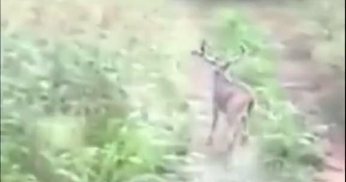 Najdziwniejsze zdarzenie z jeleniem jakie zobaczysz