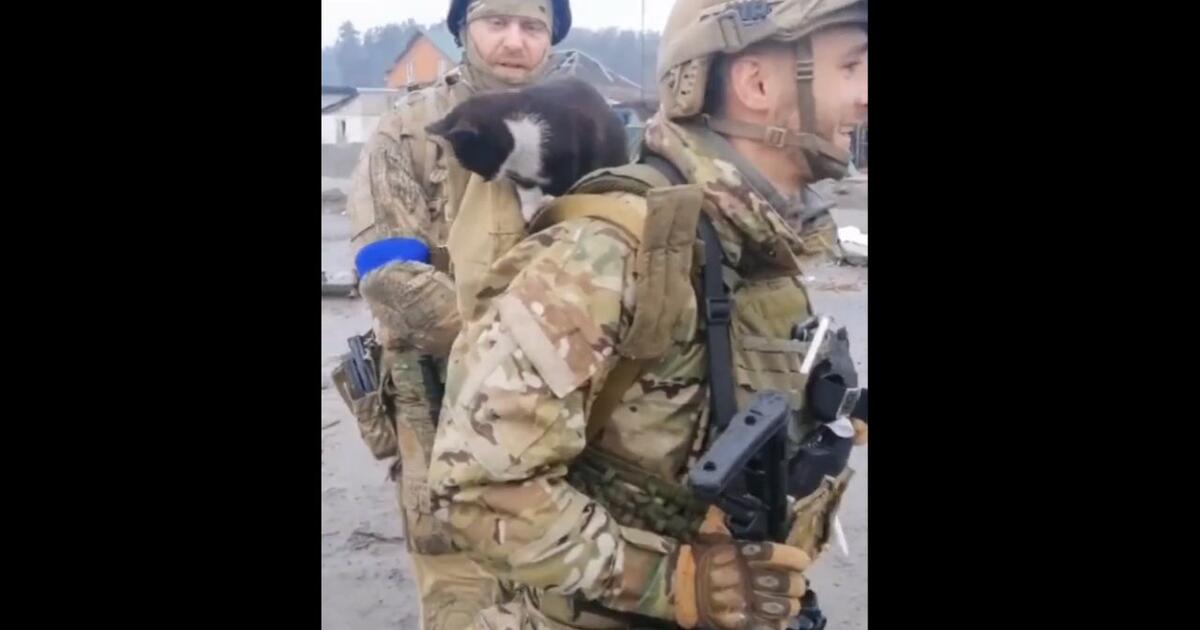 Nowy koci dowódca bada pole bitwy na Ukrainie