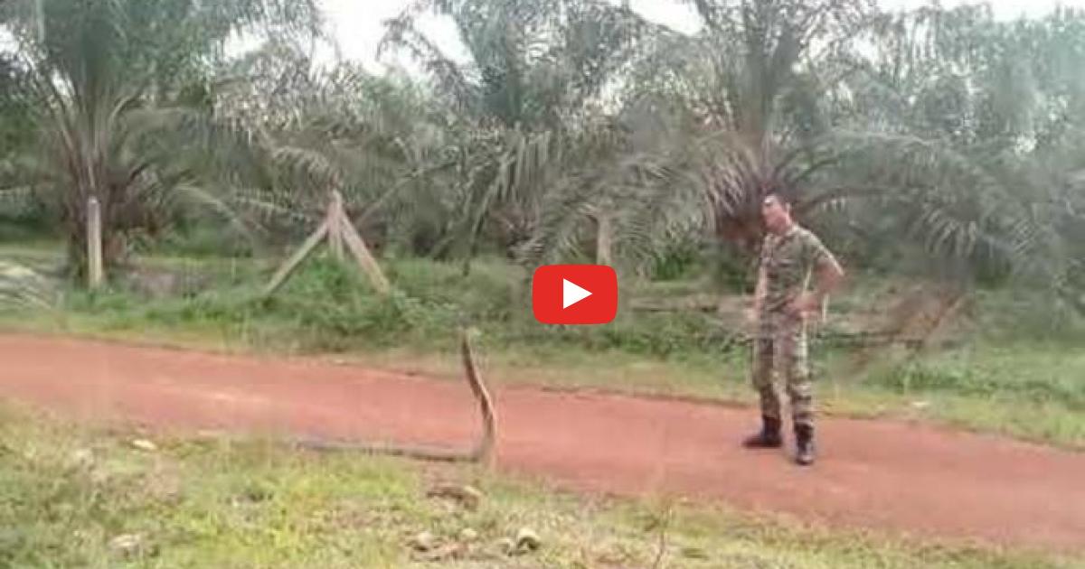 Szczena opada. Malezyjski żołnierz kontra kobra królewska