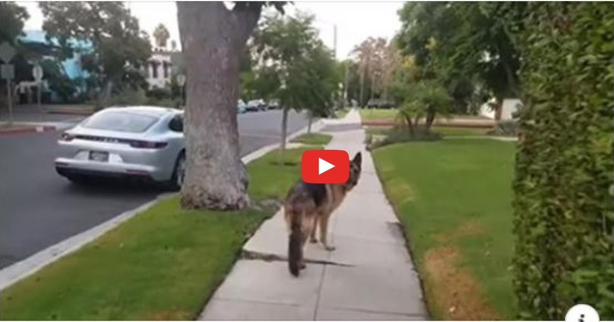 Właściciel postanowił schować się przed swoim psem na spacerze. Reakcja zwierzaka była bezbłędna!