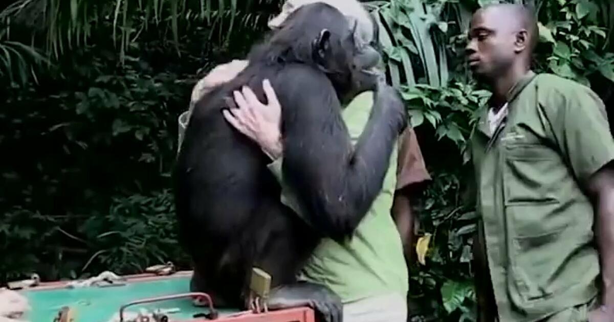 Wypuszczenie szympansa na wolność po udanej rehabilitacji